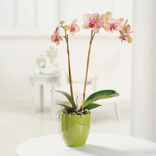 A green ceramic pot holding a pink and yellow striped orchid plant with two stems, placed on a white table in a bright room