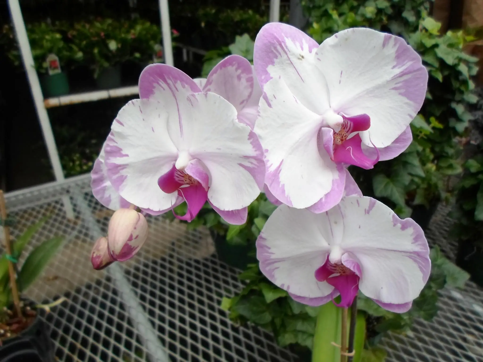 Close-up of pink and white speckled orchid blooms with a bud, set against a blurred greenhouse background